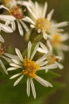Rough-leaved Aster blossoms detail