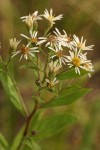 Rough-leaved Aster