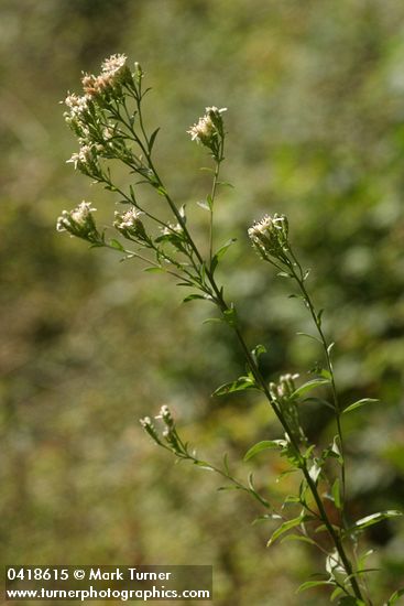 Sericocarpus oregonensis (Aster oregonensis)