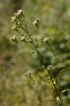 Oregon Whitetop Aster