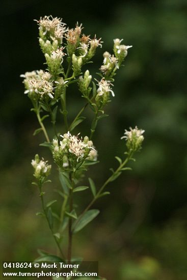 Sericocarpus oregonensis (Aster oregonensis)