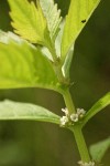 Northern Bugleweed blossoms & foliage detail