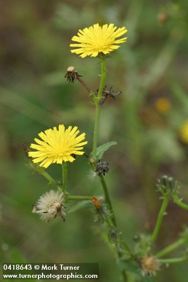 Picris hieracioides