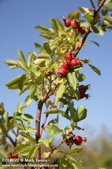 Rosa woodsii var. ultramontana