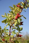 Pearhip Rose fruit & foliage against blue sky
