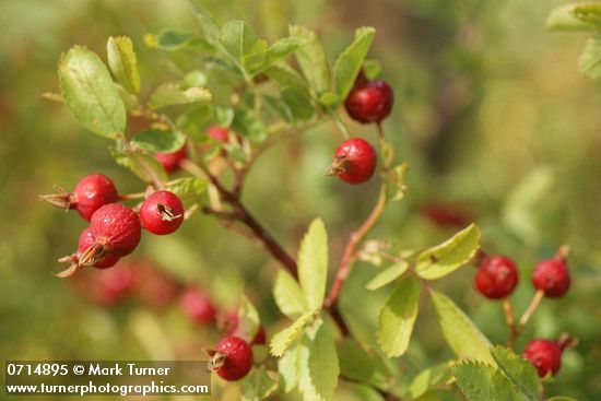 Rosa woodsii var. ultramontana