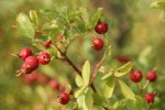 Pearhip Rose fruit & foliage