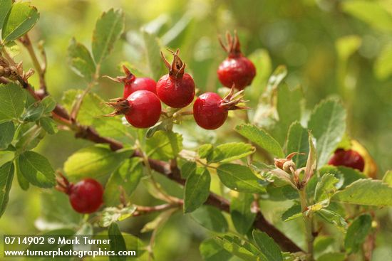 Rosa woodsii var. ultramontana