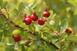 Pearhip Rose fruit & foliage