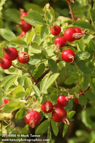 Rosa woodsii var. ultramontana