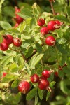 Pearhip Rose fruit & foliage