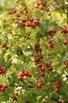 Pearhip Rose fruit & foliage