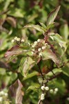 Red-osier Dogwood fruit & foliage