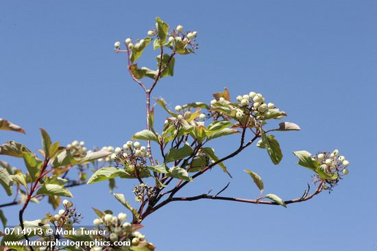 Cornus sericea ssp. occidentalis (C. stolonifera var. occidentalis)