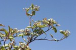 Red-osier Dogwood fruit & foliage against blue sky