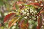 Red-osier Dogwood fruit & foliage