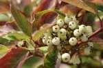 Red-osier Dogwood fruit & foliage detail
