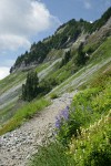 Lupines, Patridgefoot along Chain Lakes Trail