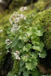 Nelson's Brook Saxifrage