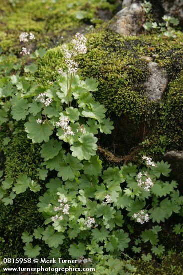 Micranthes nelsoniana var. cascadensis