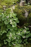 Nelson's Brook Saxifrage