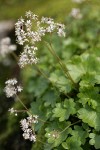 Nelson's Brook Saxifrage blossoms & foliage