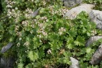 Nelson's Brook Saxifrage