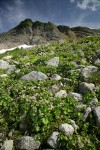 Nelson's Brook Saxifrage