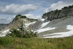 Krummholz Mountain Hemlock w/ Sedges on Ptarmigan Ridge