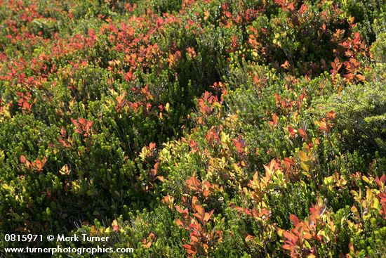 Vaccinium deliciosum; Phyllodoce empetriformis