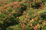 Cascades Blueberry foliage backlit among Heather