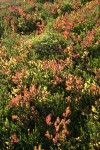 Cascades Blueberry foliage backlit among Heather