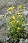 Elmer's Butterweed