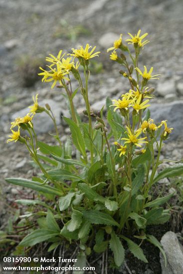 Senecio elmeri