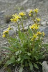 Elmer's Butterweed