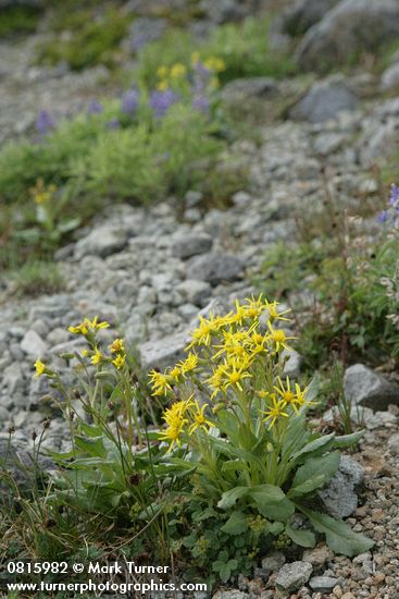 Senecio elmeri