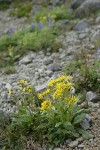 Elmer's Butterweed