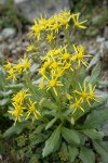 Elmer's Butterweed