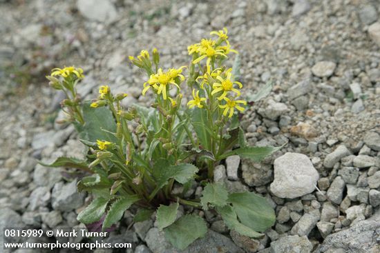 Senecio elmeri
