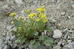 Elmer's Butterweed