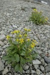 Elmer's Butterweed