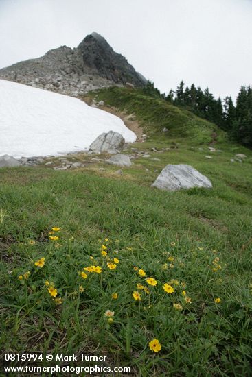 Potentilla flabellifolia