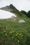 Fan-leaf Cinquefoil w/ Coleman Pinnacle bkgnd