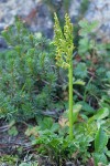 Leathery grapefern