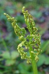 Leathery grapefern sporangia detail