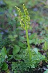 Leathery grapefern