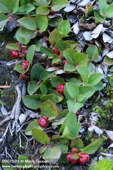 Gaultheria humifusa