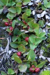 Alpine Wintergreen fruit & foliage