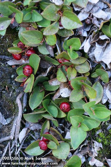 Gaultheria humifusa