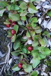 Alpine Wintergreen fruit & foliage